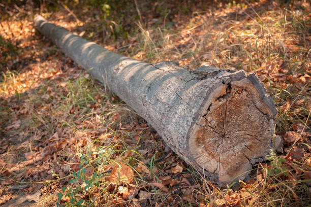 istock Felled tree lies in the forest 1050647028
