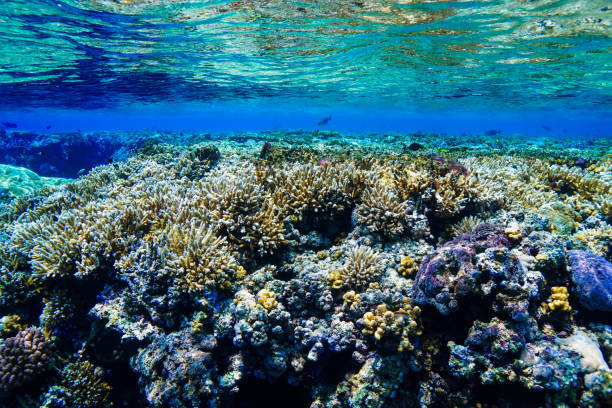 istock Egypt Red sea Scuba diving 1050647458