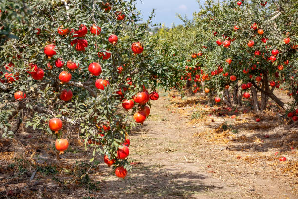 спелые плоды граната на ветвях деревьев в саду. - pomegranate pomegranite tree tree leaf стоковые фото и изображения