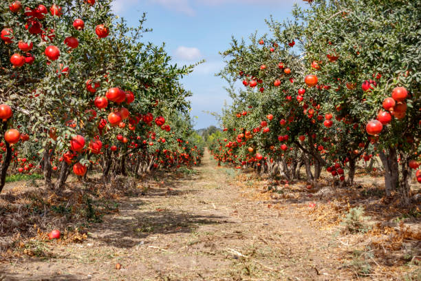 정원에서 나무의 가지에 익은 석류 과일.
정원에서 나뭇가지에 익은 과일 석류 나무의 행. - pomegranate pomegranite tree tree leaf 뉴스 사진 이미지