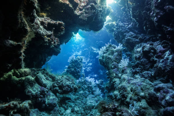 istock Egypt Red sea Scuba diving 1050650576