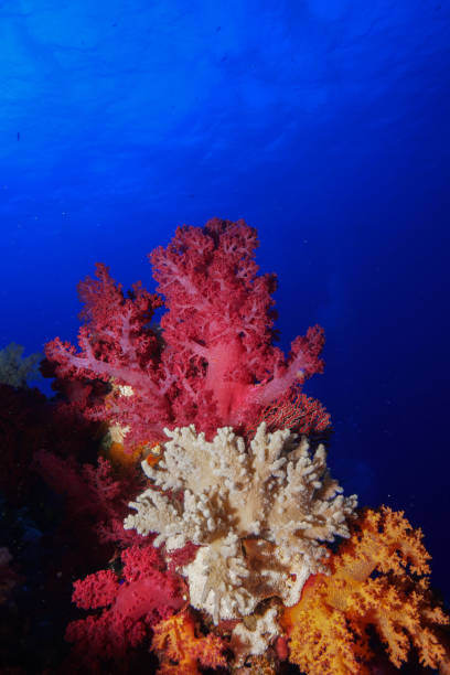 istock Egypt Red sea Scuba diving 1050653090