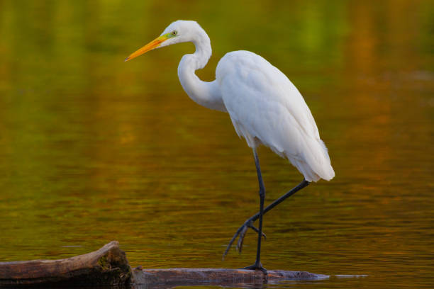 wielki egret (ardea alba) na jeziorze z niektórych kaczek pływających wokół. - white heron zdjęcia i obrazy z banku zdjęć