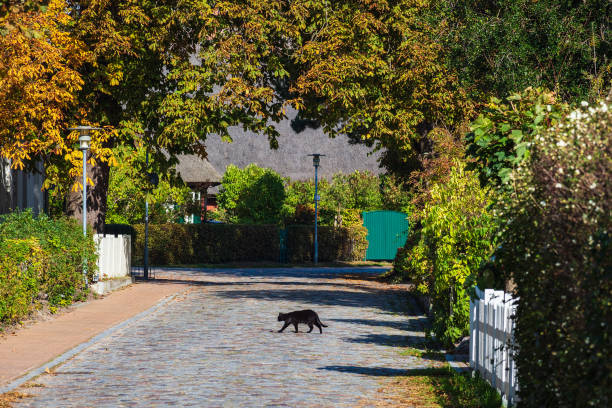 Black cat cross the road in Wustrow, Germany.