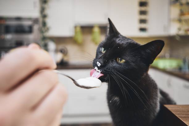 istock Hungry domestic cat 1050656986