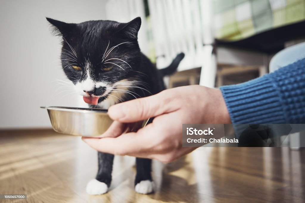 Chat domestique faim - Photo de Chat domestique libre de droits