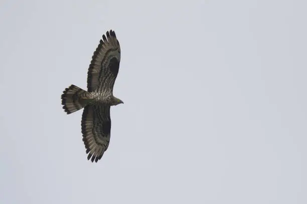 An adult male European honey buzzard (Pernis apivorus) soaring in the sky.