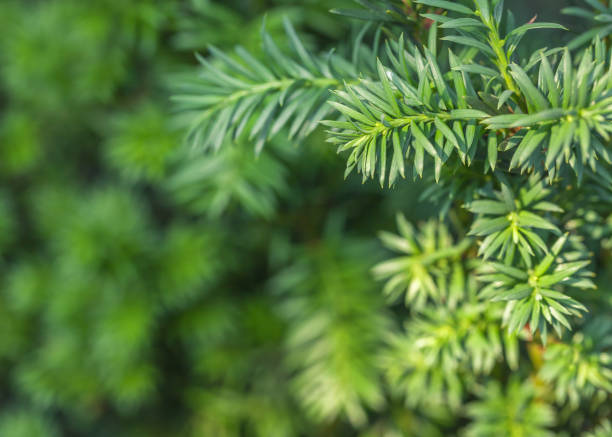 istock Blurred background from a spiny green rosemary plant close up. Spruce twig backdrop. 1050659478