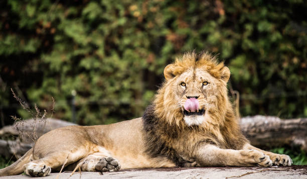 istock VDCM002 lick lion's lips 1050659542