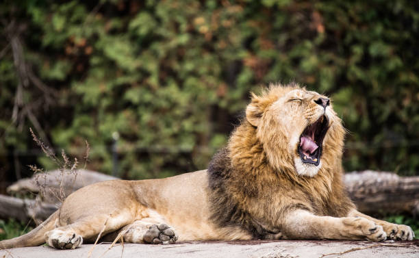 istock VDCM002 yawning lion 1050659544
