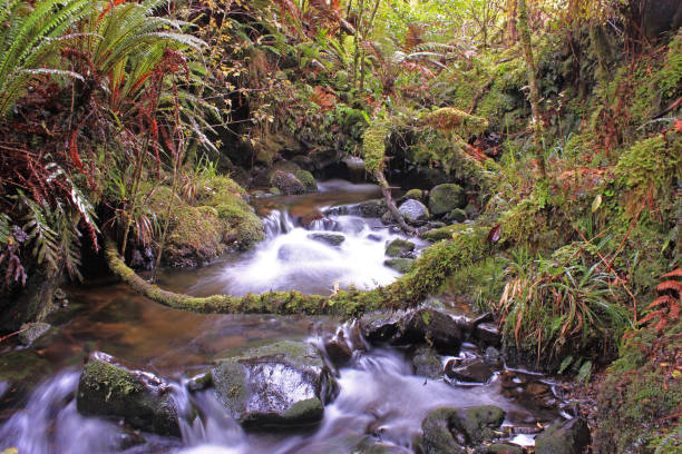 istock Soft forest stream on Stewart Island / Rakiura 1050659718