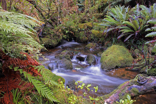 istock Soft forest stream on Stewart Island / Rakiura 1050659720