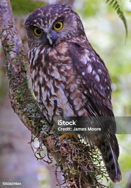 Morepork West Coast Stock Photo - Download Image Now - New Zealand, Owl, Animal Wildlife