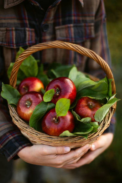istock Small children's hands holding a basket full of apples 1050659910