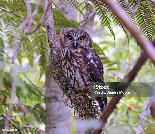 Morepork West Coast Stock Photo - Download Image Now - Animal, Animals In The Wild, Beauty In Nature