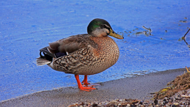 istock Mallard Duck - Lake Tarawera 1050659946