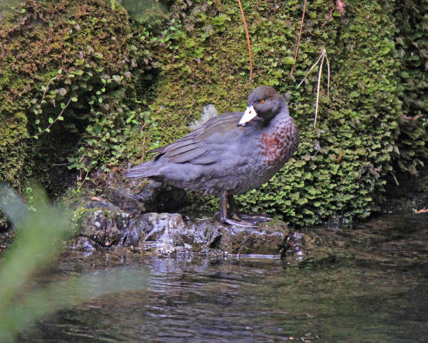 Blue Duck (whio) - Urutawa Conservation Area stock photo