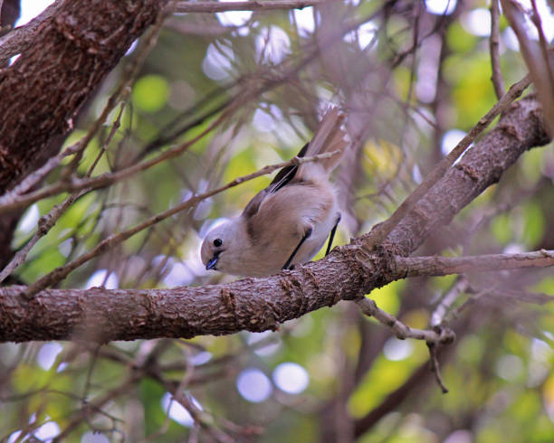istock Whitehead (popokotea) - Tiritiri Matangi Island 1050659978