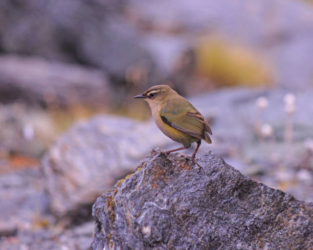 Wildlife photographs from around New Zealand