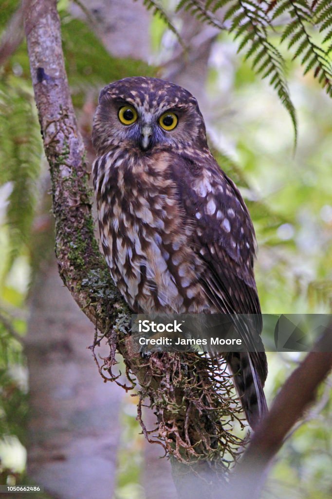 Morepork (ruru) - West Coast Wildlife photographs from around New Zealand New Zealand Stock Photo