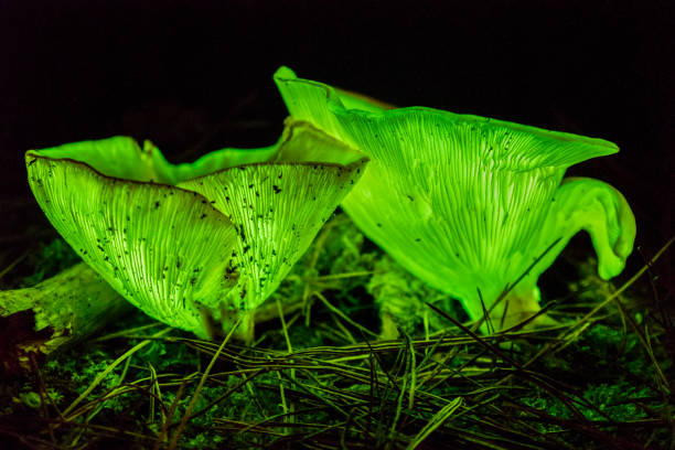 istock Mushroom growing in the dark - Ghost Mushroom 1050663088