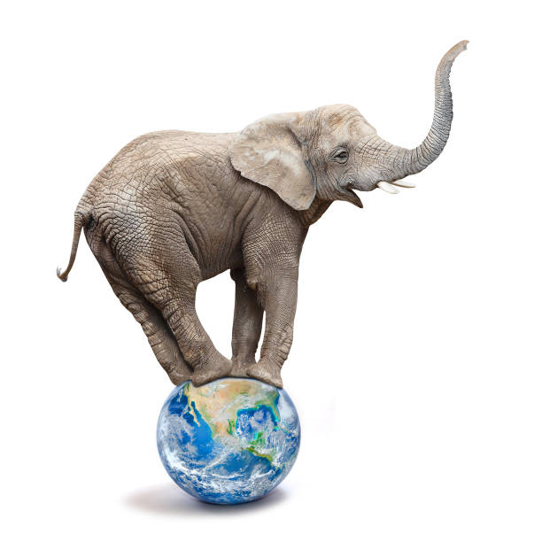 1,224 Animal Planet Elephant Stock Photos, Pictures & Royalty-Free Images - iStock 1,224 Animal Planet Elephant Stock Photos, Pictures & Royalty-Free Images - iStock