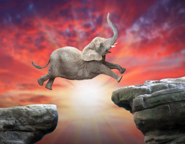 istock African Elephant jumping over a gap. 1050668196