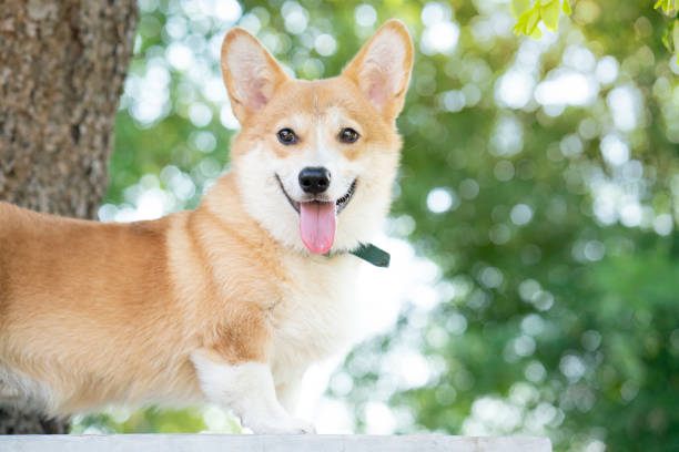 istock Corgi dog smile in summer sunny day 1050668236