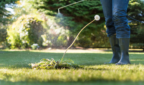 istock Spraying weeds in the garden 1050668668