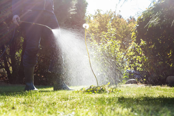 istock Spraying weeds in the garden 1050668682