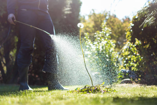 Spraying weeds in the garden Remove dandelion in the garden with pesticides control stock pictures, royalty-free photos & images