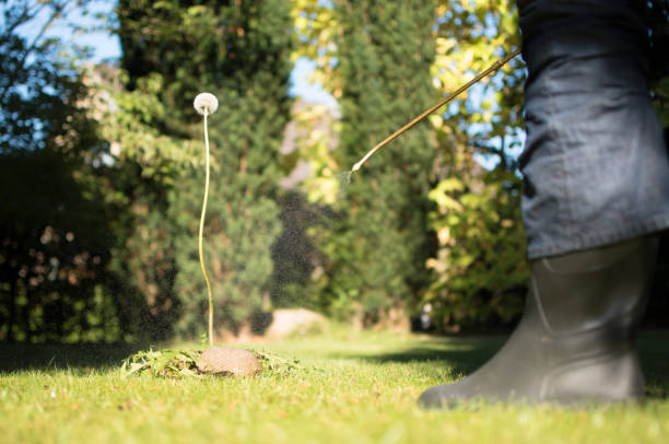istock Spraying weeds in the garden 1050668742