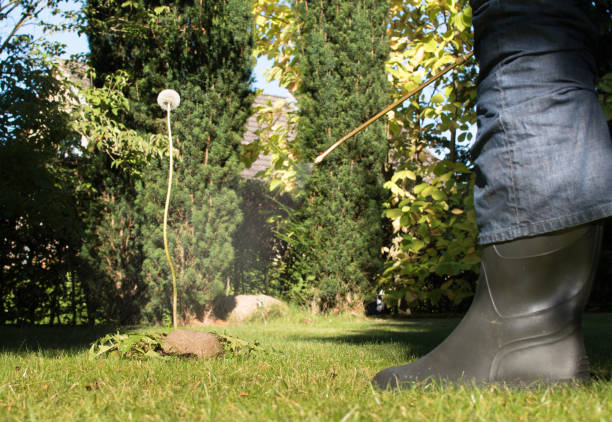 istock Spraying weeds in the garden 1050668754