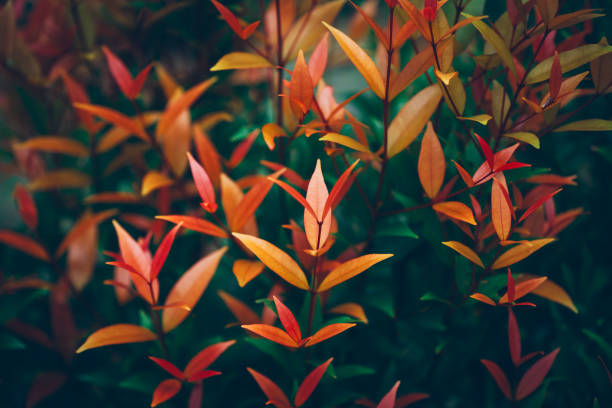 リーフの背景 - flower macro plant nature ストックフォトと画像