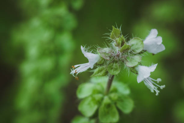 flowering lemon Basil useful spice harry basil Thai lemon basil
