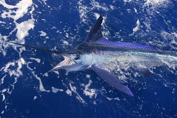istock Atlantic white marlin big game sport fishing 105067651