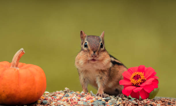 Adorable Eastern Chipmunk in the fall surrounded by pumpkins and mums