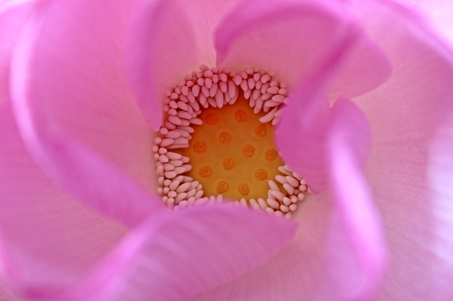 pink lotus macro.photo taken in India Odisha Bhadrak.