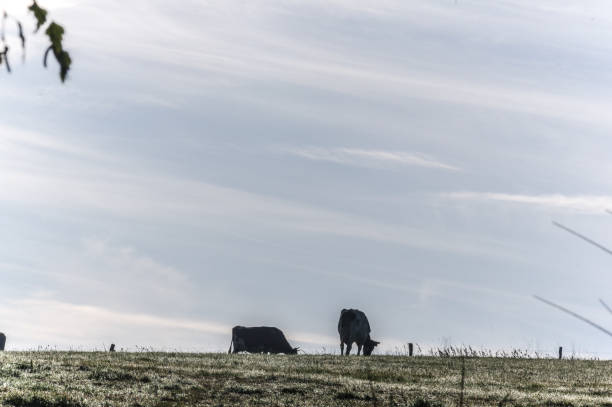 istock Cow in the morning 1050680502