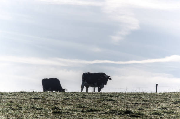 istock Cow in the morning 1050680540