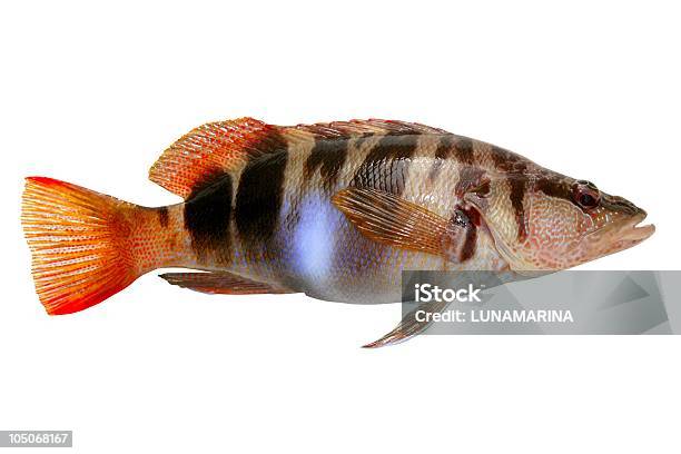 Serranus Scriba Peixe Comber Pintada - Fotografias de stock e mais imagens de Animal - Animal, Animal morto, Barbatana - Parte do corpo animal