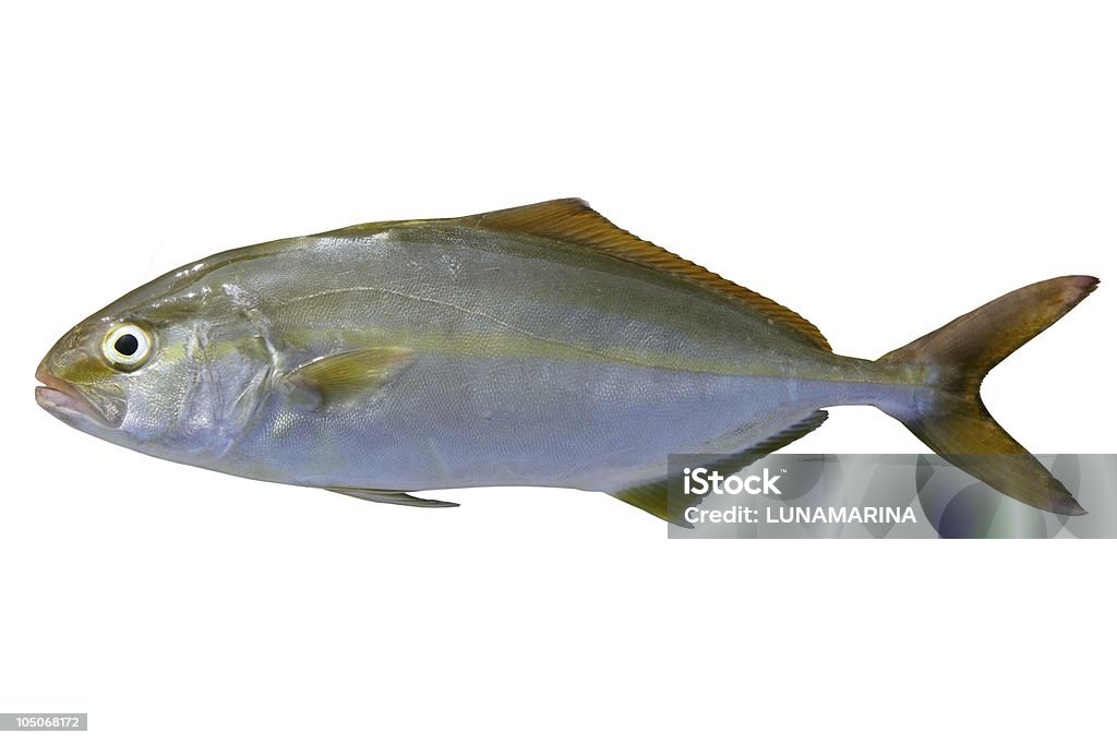 Seriola dumerili 魚のカンパチ - ひれのロイヤリティフリーストックフォト