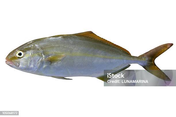 Seriola Dumerili Ryb Większych Amberjack - zdjęcia stockowe i więcej obrazów Amberjack - Amberjack, Bez ludzi, Białe tło