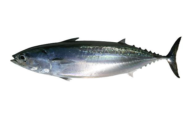 istock Auxis thazard saltwater frigate tuna fish 105068192