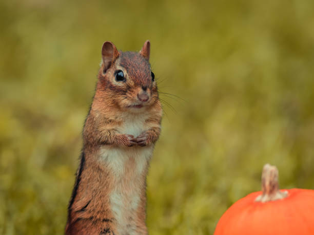 istock Adorable Eastern Chipmunk in the fall surrounded by pumpkins and mums 1050683488