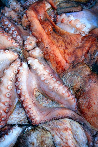istock Cephalopods texture, many colorful octopus 105068494