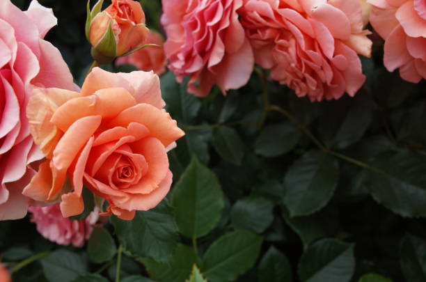 istock Rose - Apricot 'Anna' 1050688806