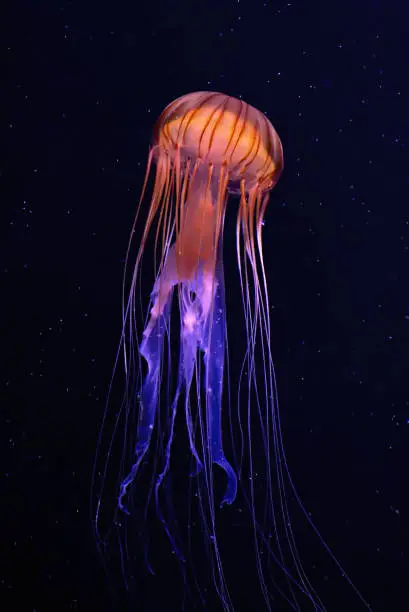 Jellyfish Ocean Deep Sea