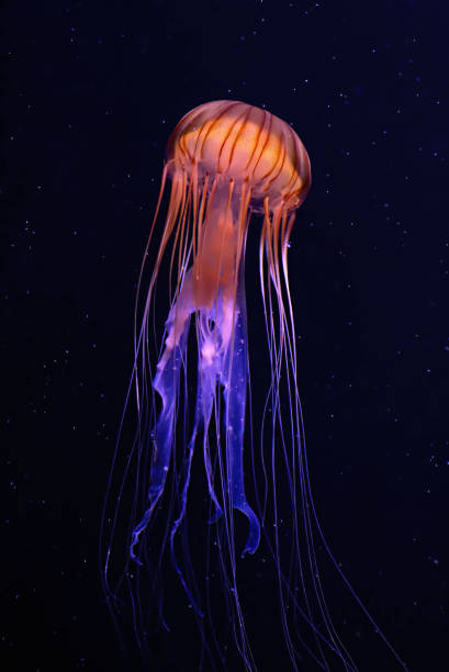 denizanası - denizanası stok fotoğraflar ve resimler