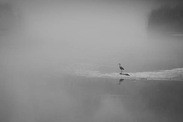 Black and white shot with a bird sitting alone on a lake surrounded by thick fog in the morning stock photo